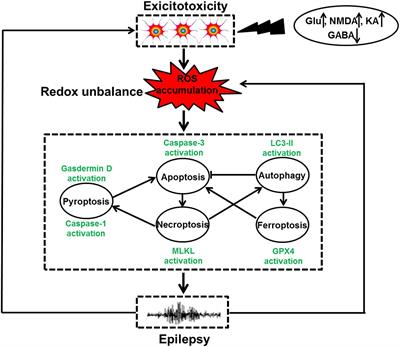 Redox-Related Neuronal Death and Crosstalk as Drug Targets: Focus on Epilepsy